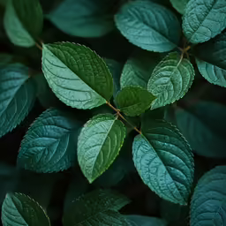 the green leaves are almost gone by any other plant