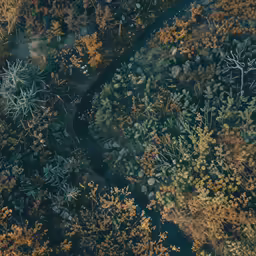 an aerial photo shows a lot of trees