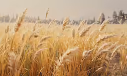 a field with very tall, brown and yellow grass