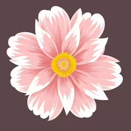 pink and white flower with yellow center on grey background,there is a pink flower with white petals