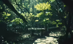 sunlight shining through the trees in a forest