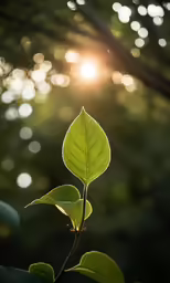 the sun shines behind a green leaf