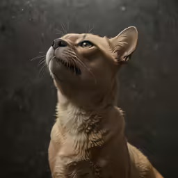 a brown animal sitting up looking up