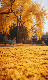 a tree with yellow leaves in front of a house