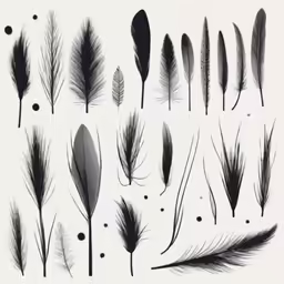 a number of different types of feathers on a white background