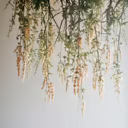 plants growing up a tree are lit by sunlight