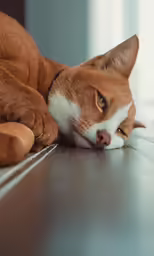 a close - up photo of a dog lying on the floor