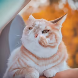 the orange and white cat has very long whiskers