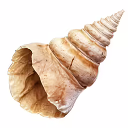 the shell of a sea animal is half eaten