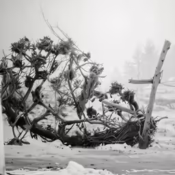 this is a picture of a desert with snow