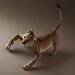 a brown cat stretching up on a light surface