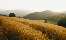 a field with a small house in the middle of it