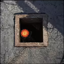 a potted orange flower in an opening