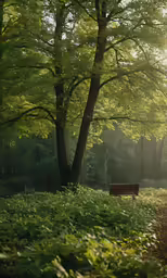 the sun shines on an area with trees and vegetation