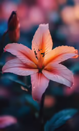 a beautiful flower with water droplets on it