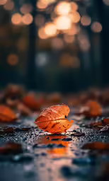 autumn leaves lie on the pavement on a rainy day