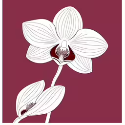 a floral design on red and white paper,two white flowers with red and pink background,an abstract flower in white and red colors,a flower with white outline in a pink background,two white flowers on a pink and red background