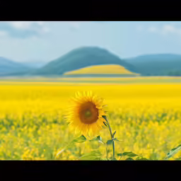 the sunflower stands tall among the vast sunflower field