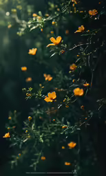 yellow flowers on a tree branch in the sun