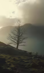a lone tree in a grassy field with mountains in the background
