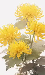 three yellow flowers on a plant against a white background