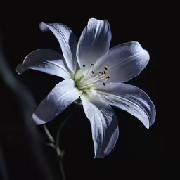 the center of a white flower is on black