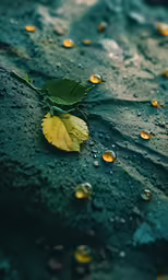 there is some leaf that is sitting on the wet ground