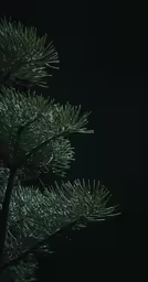 the green tree is growing out of the tree