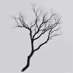 a bare tree with no leaves on it