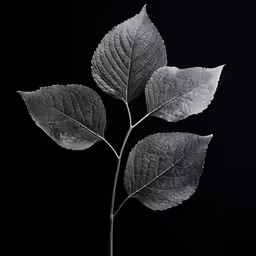 a very pretty little leaf in the middle of the photo