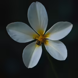 a white flower with yellow and black stamena