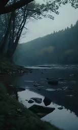 a stream near a tree covered forest in the fog