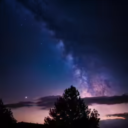 the night sky with stars, and a very big tree