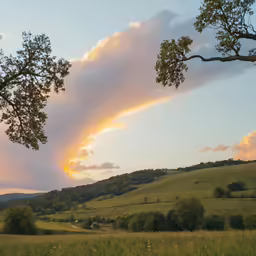 the large grass covered hillside is near many trees