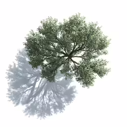 a large tree with some kind of leafy branches