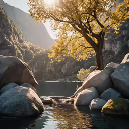 a large tree near the edge of a pond with rocks