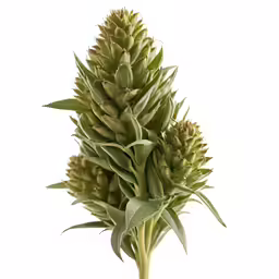 a flower with leaves on top of it