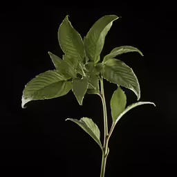 a potted plant on a black background in the sun