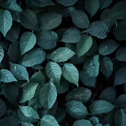 a group of green leaves laying on the ground