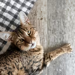 there is a cat that is laying on the floor