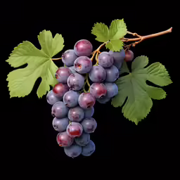 a bunch of grapes hanging from a stem