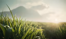 a field with grass that is tall in the air