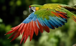 an elaborate bird that looks like a colorful parrot