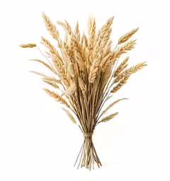 the stems of grass are brown and tall