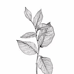 a leafy plant in the middle of black and white