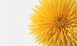a closeup of a yellow flower with a white background