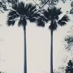 two palm trees with a stop sign on the side of them