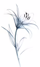 the top of a flower that is very tall and long