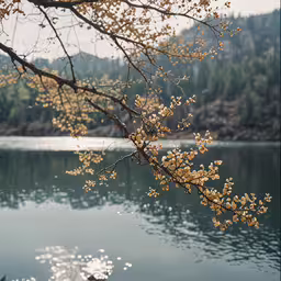 a tree branch sitting over a lake filled with water