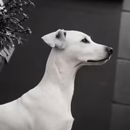 the dog stands beside a potted plant and stares off into the distance